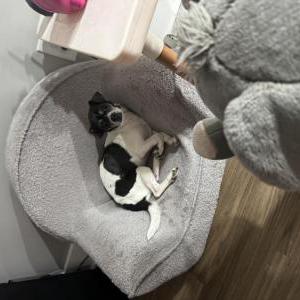 Image of Chispita, Lost Dog