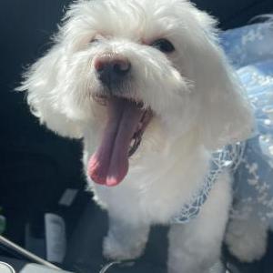 Image of Princess, Lost Dog