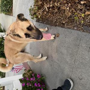 Image of Unknown, Found Dog