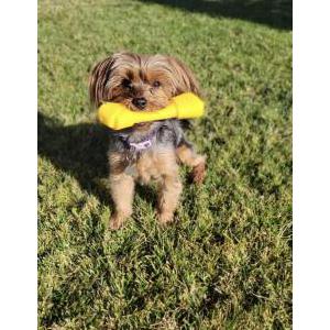 Image of Kenzie, Lost Dog