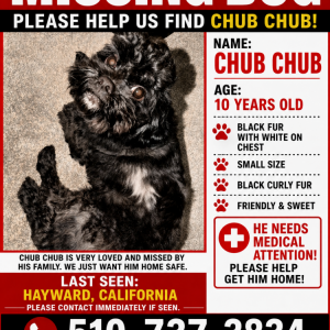 Image of Chub chub, Lost Dog