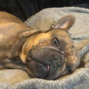 Image of E-Z, Lost Dog