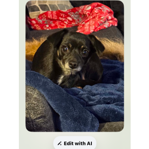 Image of Cbewy, Lost Dog