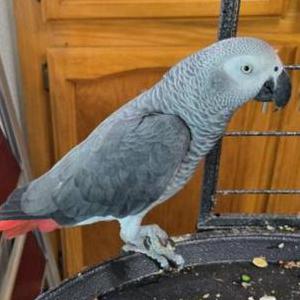 Lost 3 Grey/Gray (CA)