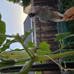 2nd Image of Grey/Gray, Lost Bird