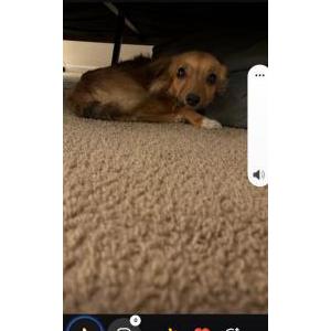 Lost 1 Milo (PA)