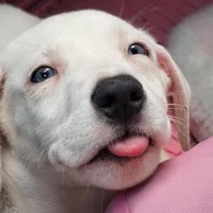 Image of Latte, Lost Dog