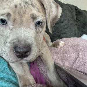 Image of Bambi, Lost Dog