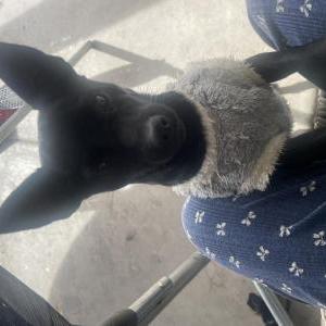 Image of Bony, Lost Dog