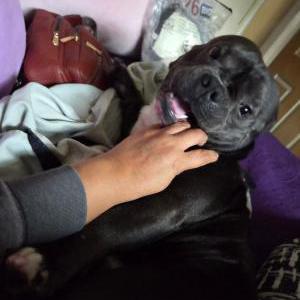 Image of Buddha, Lost Dog