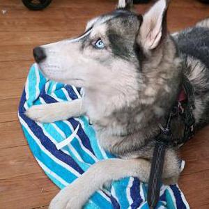 Image of Nymeria, Lost Dog