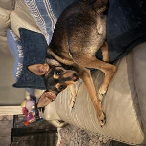 Image of Mika, Lost Dog