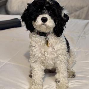 Image of Bella, Lost Dog