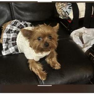 Image of Baebee, Lost Dog