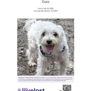 Image of Coco, Lost Dog