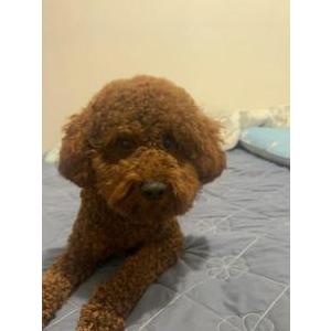 Image of Huan Huan, Lost Dog