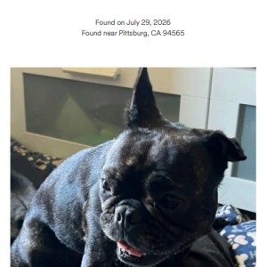 Image of Unknown, Found Dog