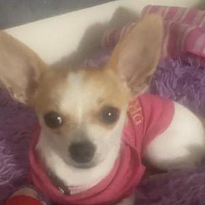 Image of DeeDee, Lost Dog