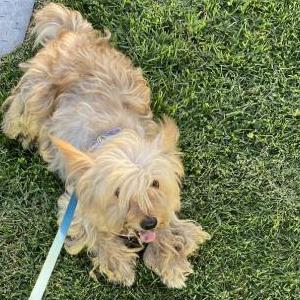 Image of unknown, Found Dog