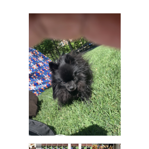 Image of Big Poppa, Lost Dog