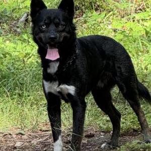 Lost Dog Turbo