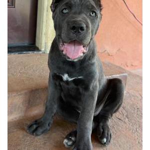 Image of Chiquita, Lost Dog