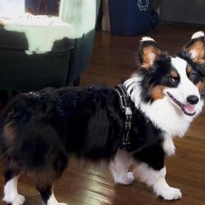 Image of Uzi, Lost Dog