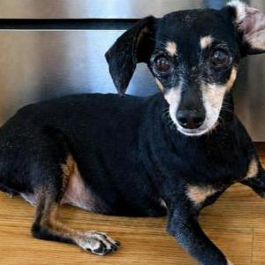 Image of Todo, Lost Dog