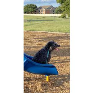 Image of Champion, Lost Dog
