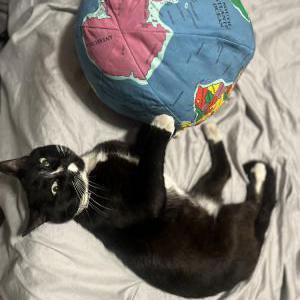 Lost 2 Sylvester (California)