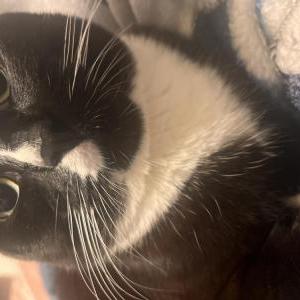 2nd Image of Sylvester, Lost Cat