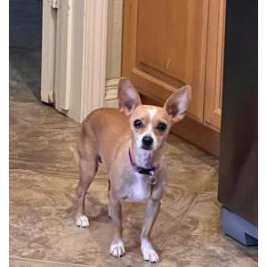 Image of Carmen, Lost Dog