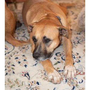 Image of Eddy, Lost Dog