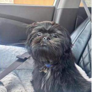Image of Benji, Lost Dog