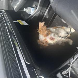 Image of Canelo, Lost Dog