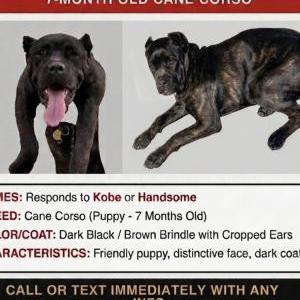 Image of Kobe, Lost Dog