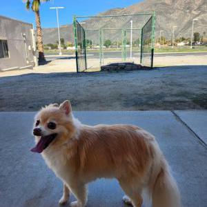 Image of Shu shu, Lost Dog