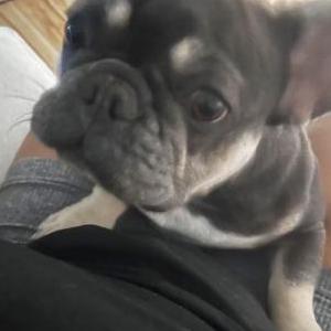 Image of Raya, Lost Dog