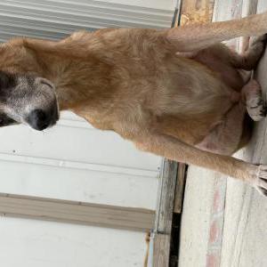 Image of Unknown, Found Dog