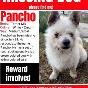 Image of Pancho, Lost Dog