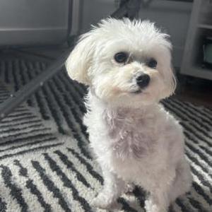 Lost 1 Lily (Florida)