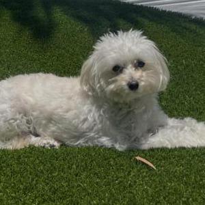2nd Image of Lily, Lost Dog
