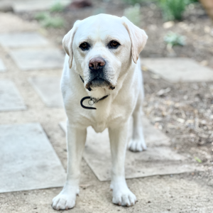 Image of MILO, Lost Dog