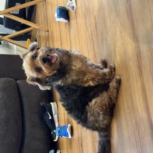 Image of Rocky, Lost Dog