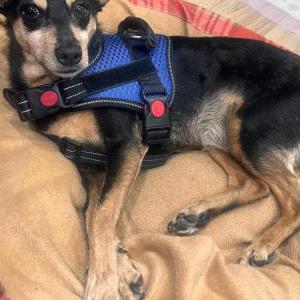 Image of Unknown, Found Dog