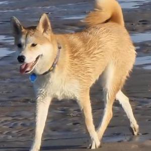 Image of Miko, Lost Dog
