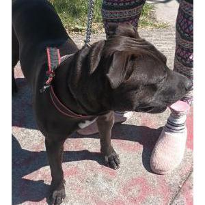 Image of Chocolate, Lost Dog