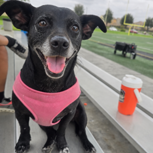 Lost 1 Dotty (CA)