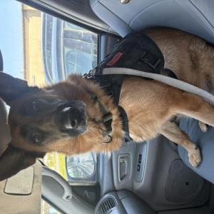 Image of Bella, Lost Dog