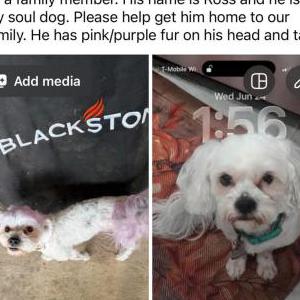 Image of Ross, Lost Dog